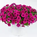 Petunia hybrida Capella Burgundy.webp