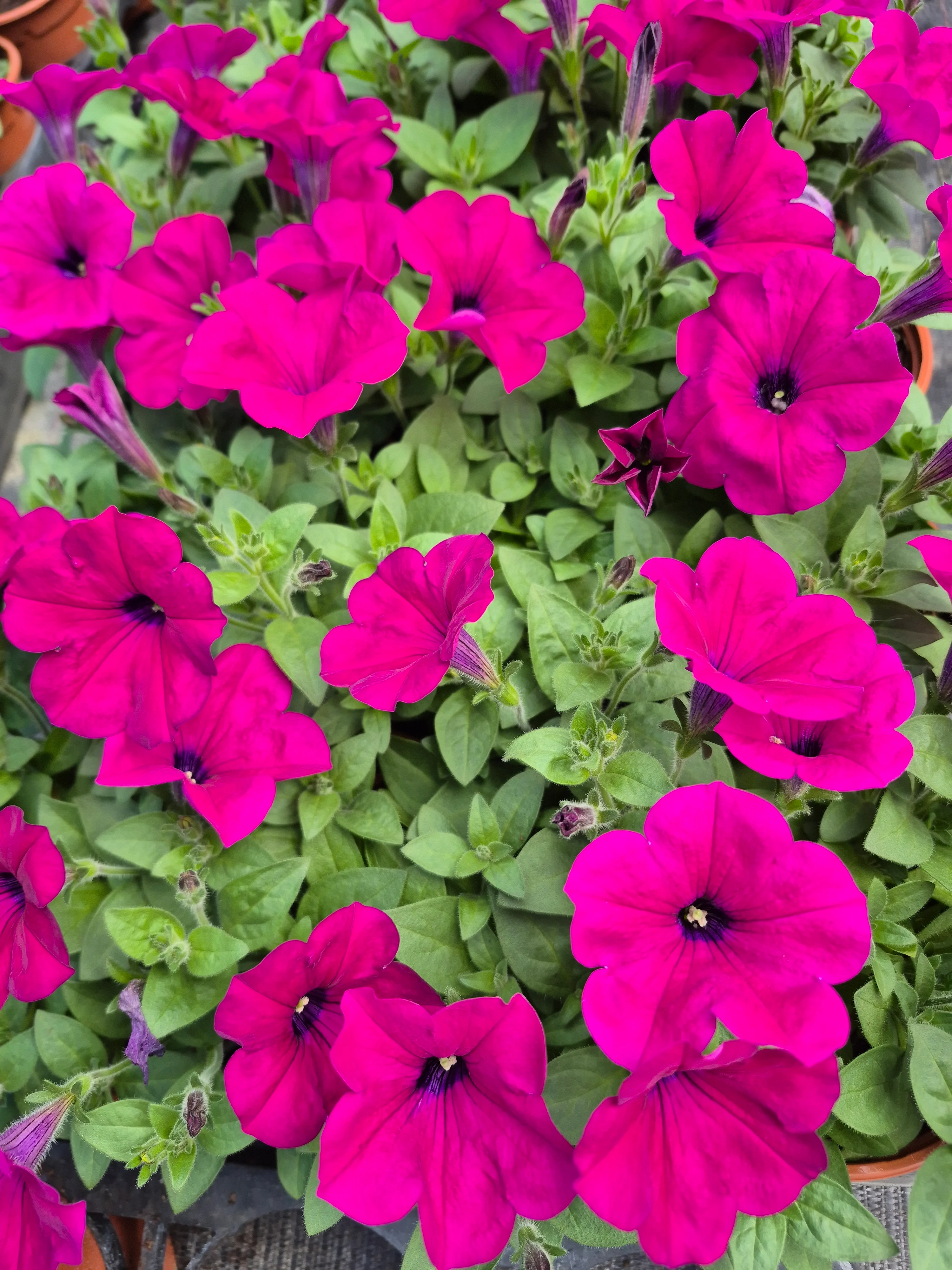sufinia hyb capella rose.webp