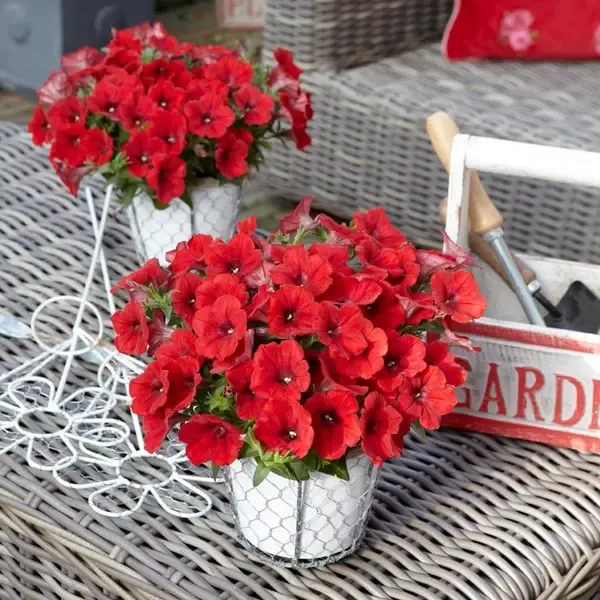 Petunia hybrida Surfinia Deep Red.webp