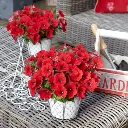 Petunia hybrida Surfinia Deep Red.webp