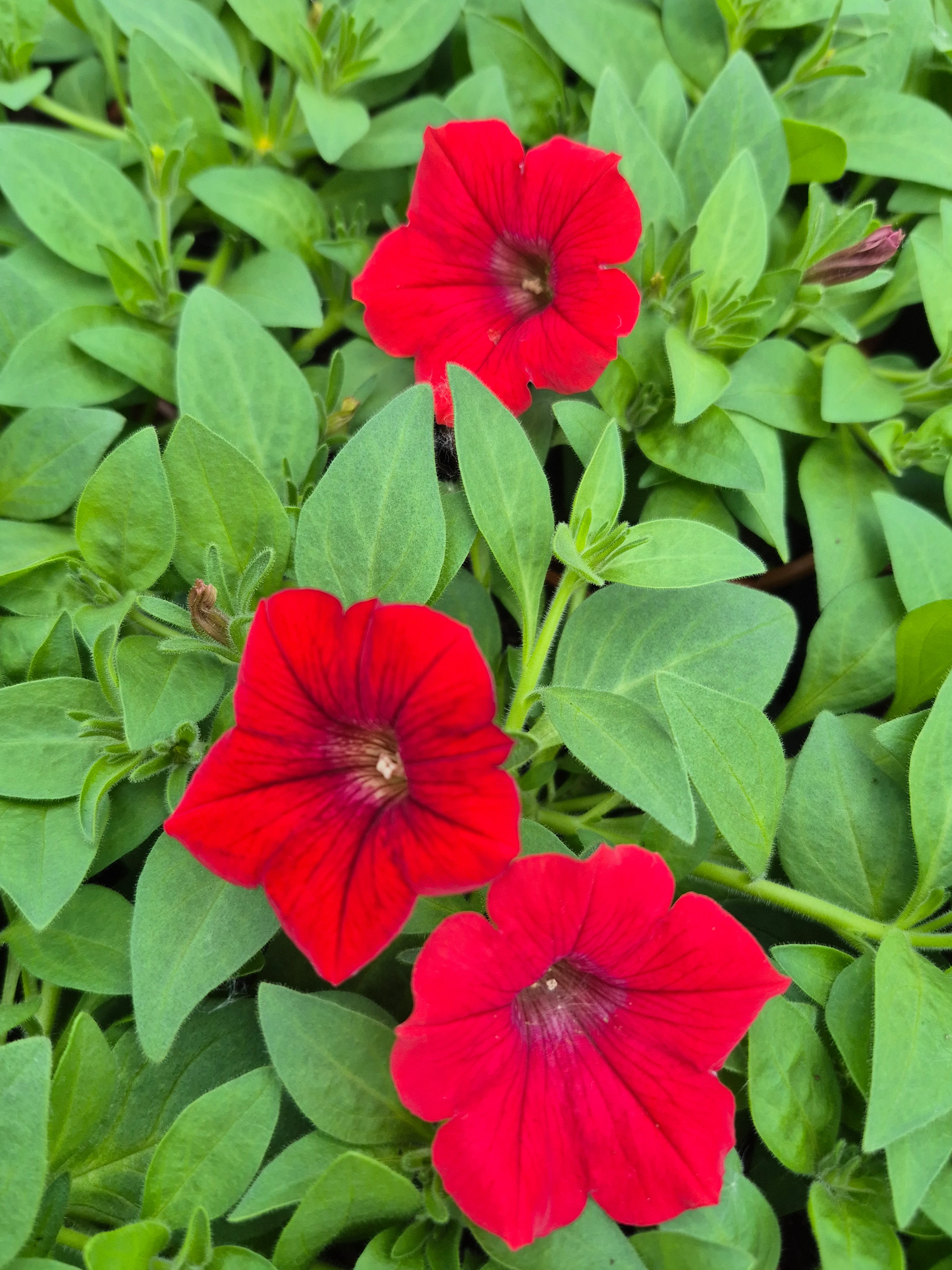 surfinia deep red.webp