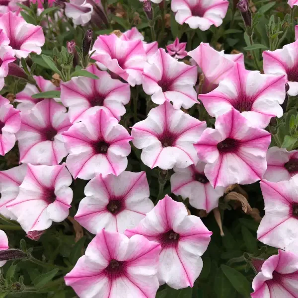 Petunia hybrida Mini Vista Pink Star.webp