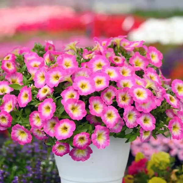 Petunia hybrida Capella Pink Morn.webp