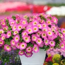 Petunia hybrida Capella Pink Morn.webp