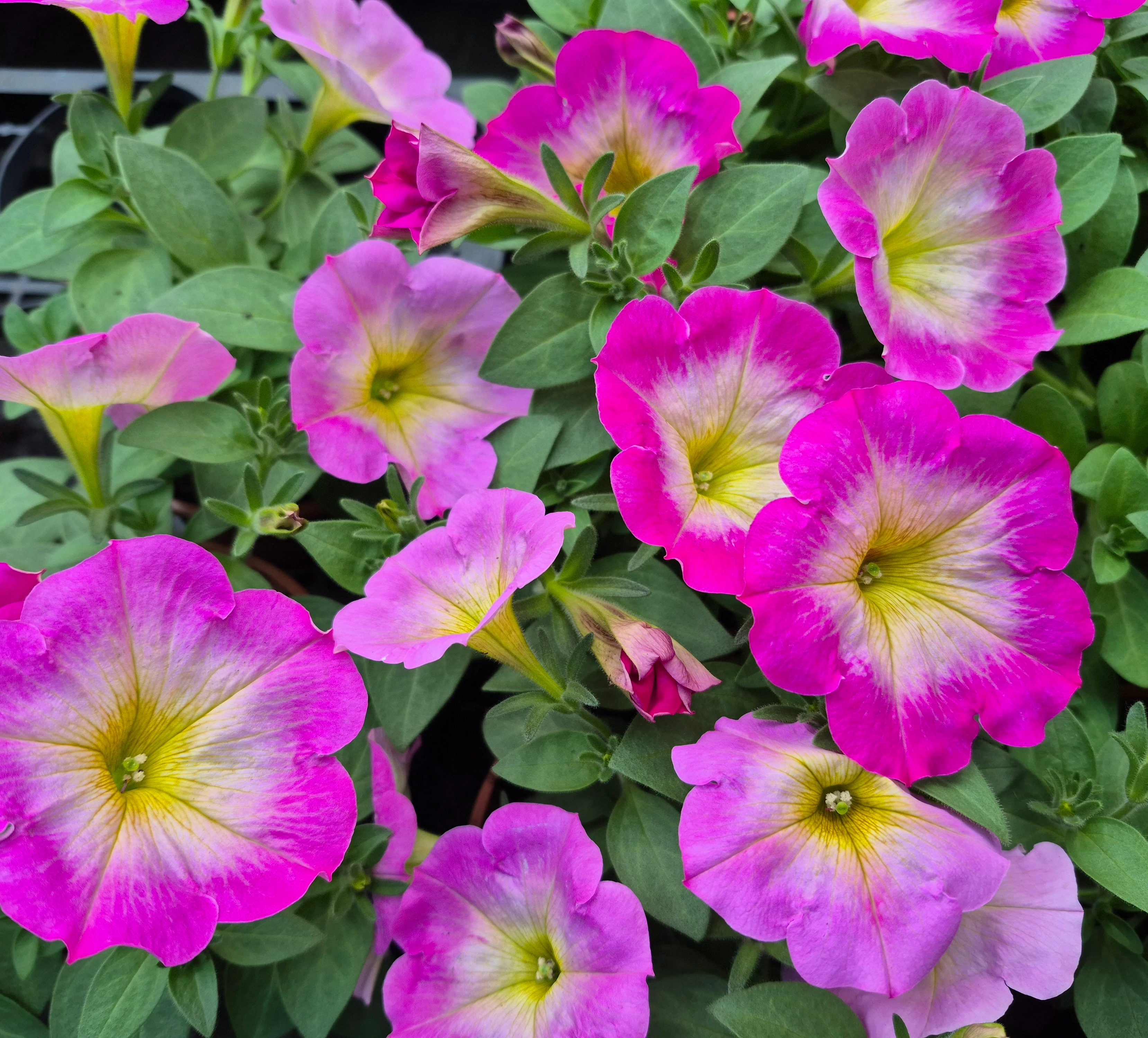 surfinia hyb capella pink morn.webp