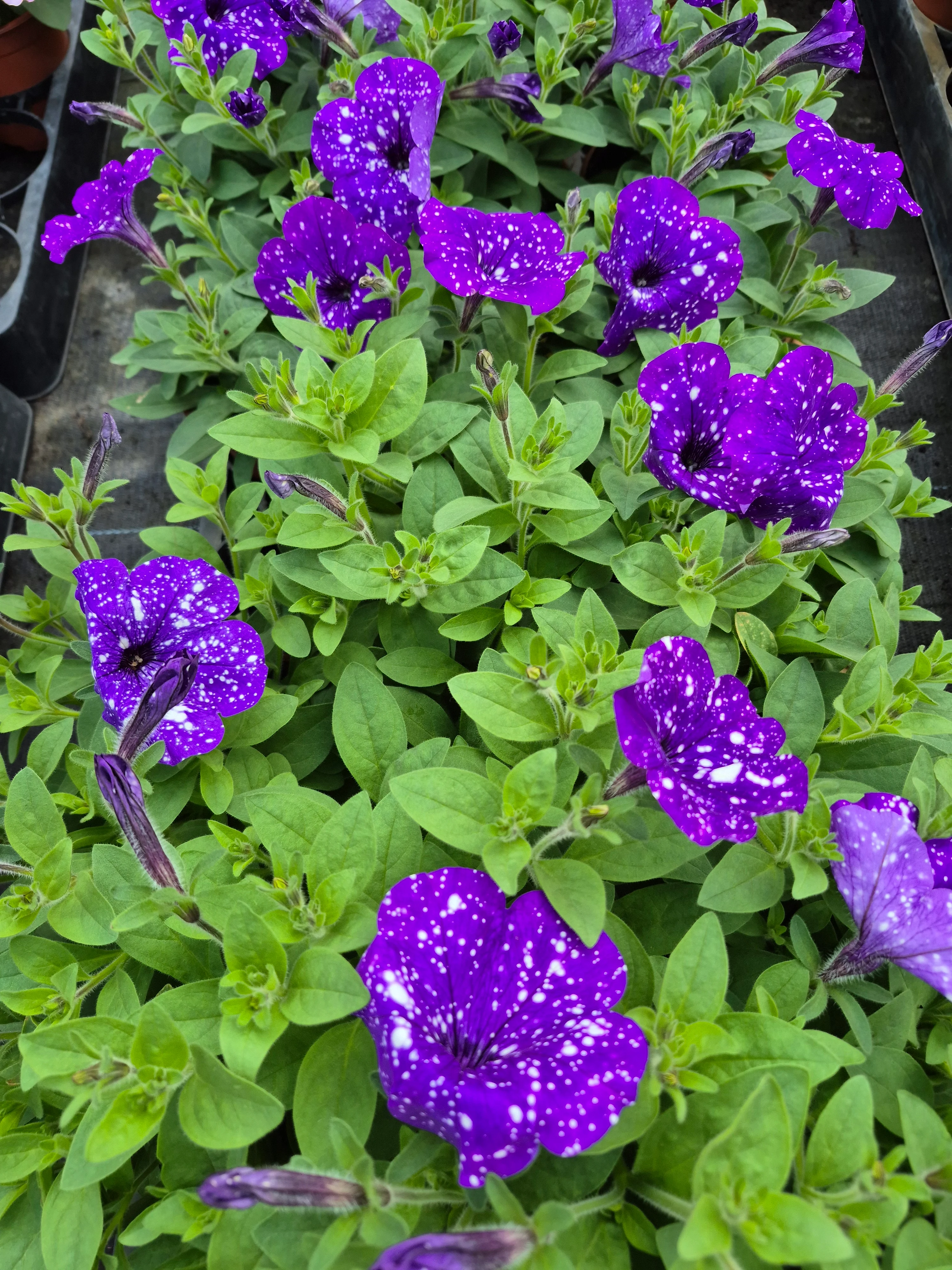 surfinia splash dance bolero bleu.webp