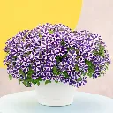 Petunia hybrida Blue Diamond.webp