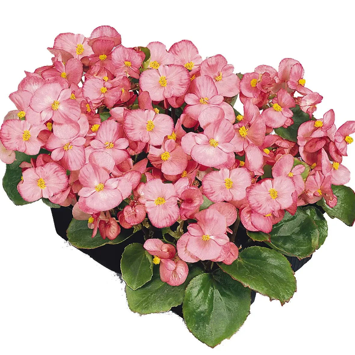Begonia semperflorens Mascotte Rose F1.webp