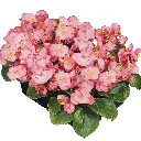 Begonia semperflorens Mascotte Rose F1.webp