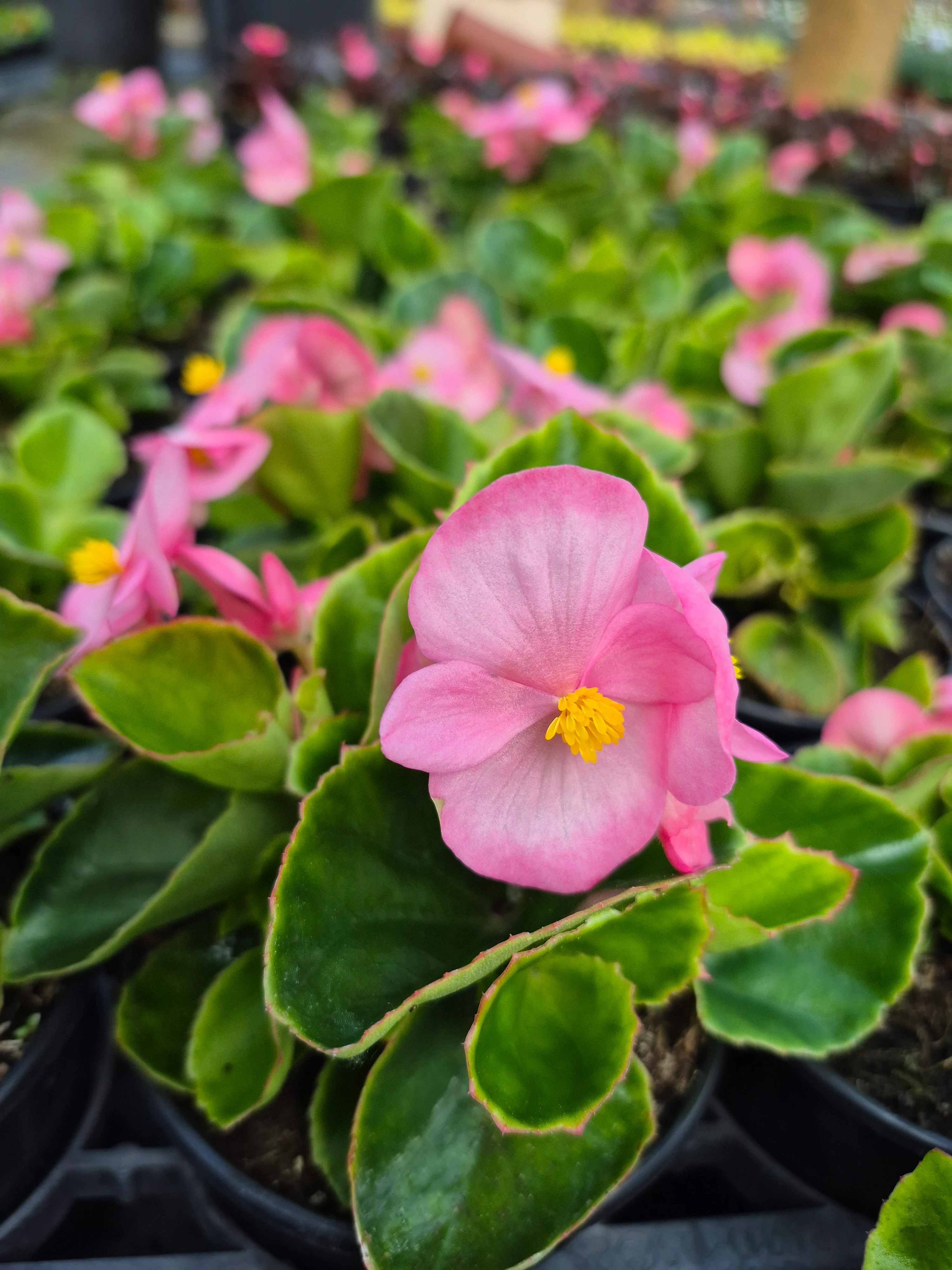 begonia mascotte pink (2).webp