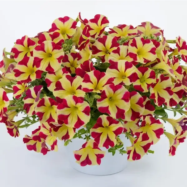 Petunia hybrida Amore Queen of Hearts.webp