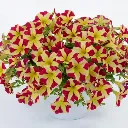 Petunia hybrida Amore Queen of Hearts.webp