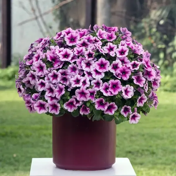 Petunia hybrida Capella Berry Lace.webp