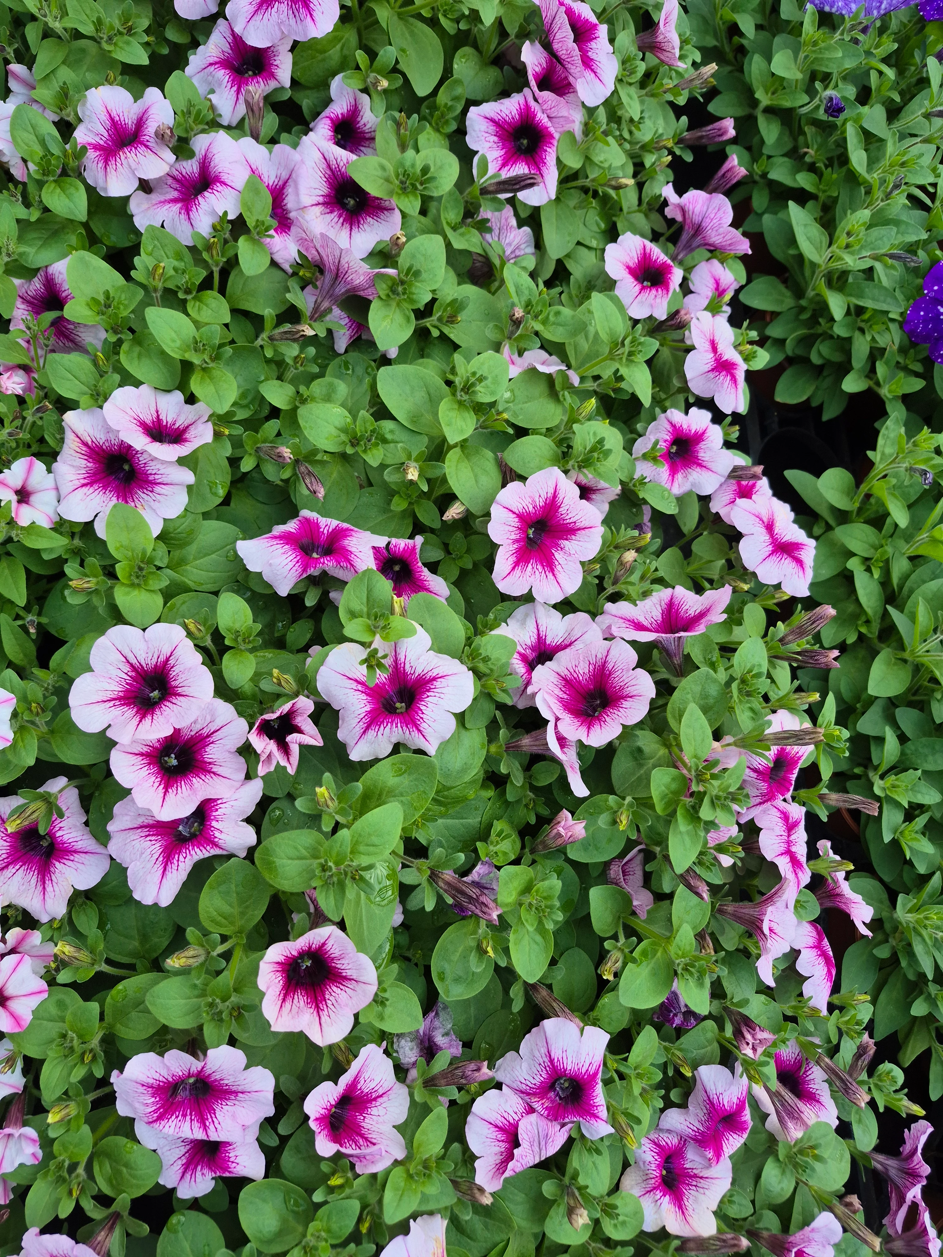 surfinia capella berry lace.webp