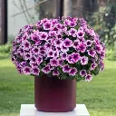Petunia hybrida Capella Berry Lace.webp