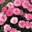 Dianthus hybrida Dinamic Pink.webp