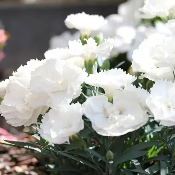 Dianthus hybrida Dinamic White.webp