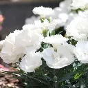 Dianthus hybrida Dinamic White.webp
