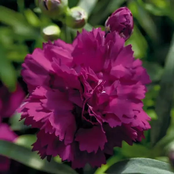 Dianthus hybrida Dinamic Violet.webp