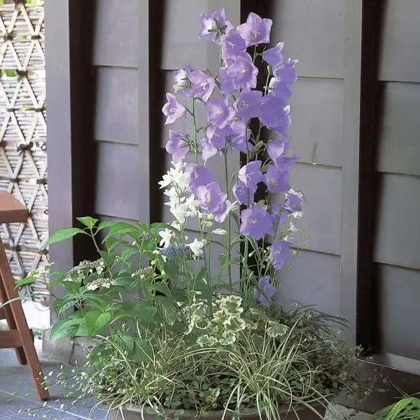 Campanula persicifolia Takion Blue.webp