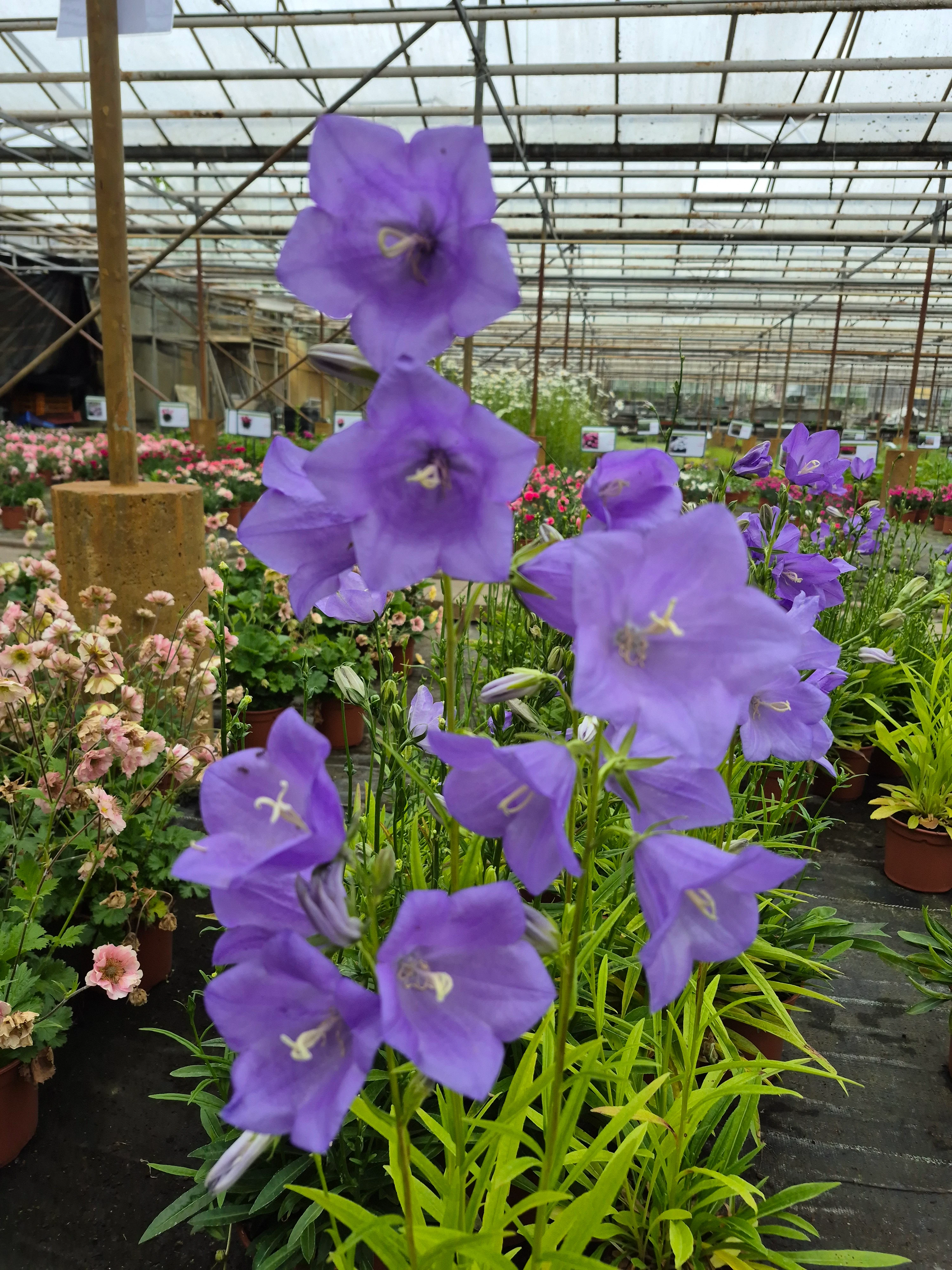 campanula persicifolia takion blue.webp
