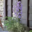 Campanula persicifolia Takion Blue.webp