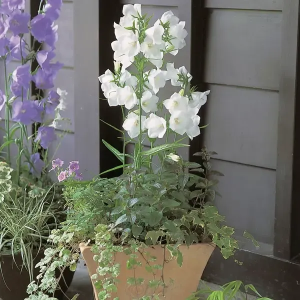 Campanula persicifolia Takion white.webp