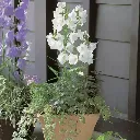 Campanula persicifolia Takion white.webp