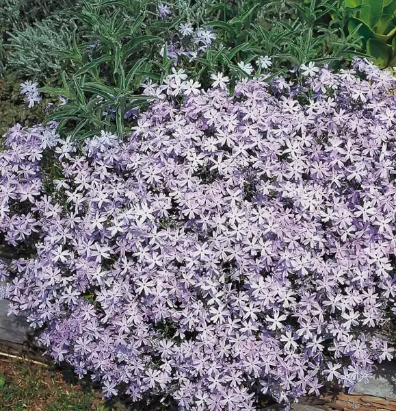 Phlox subulata Emerald Cushion.webp