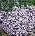 Phlox subulata Emerald Cushion.webp