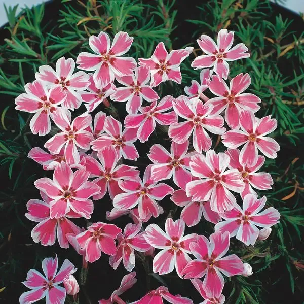 Phlox subulata Candy Stripes.webp
