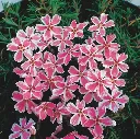 Phlox subulata Candy Stripes.webp
