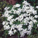 Phlox subulata White Delight.webp