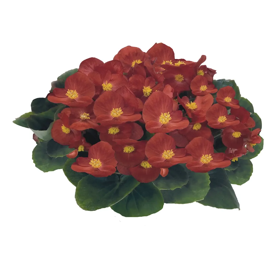 Begonia semperflorens Mascotte Scarlet Imp F1.webp