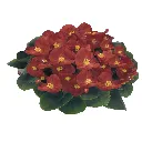 Begonia semperflorens Mascotte Scarlet Imp F1.webp