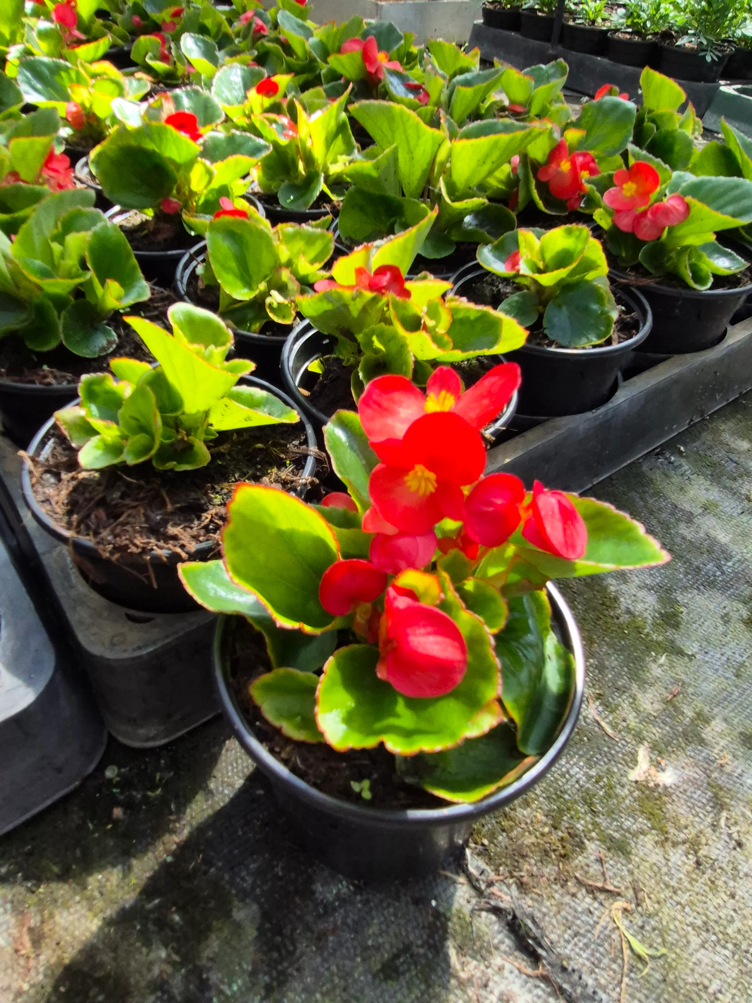 begonia mascotte red (2).webp