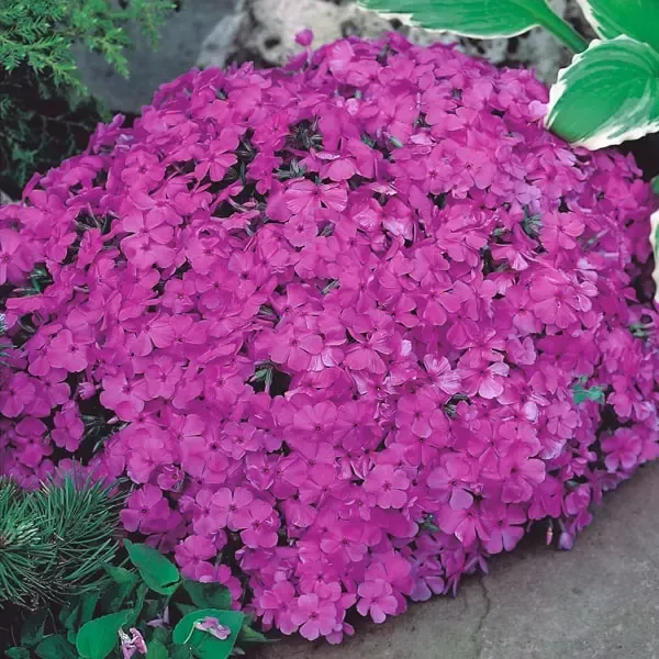 Phlox subulata McDaniels Cushion.webp