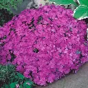Phlox subulata McDaniels Cushion.webp