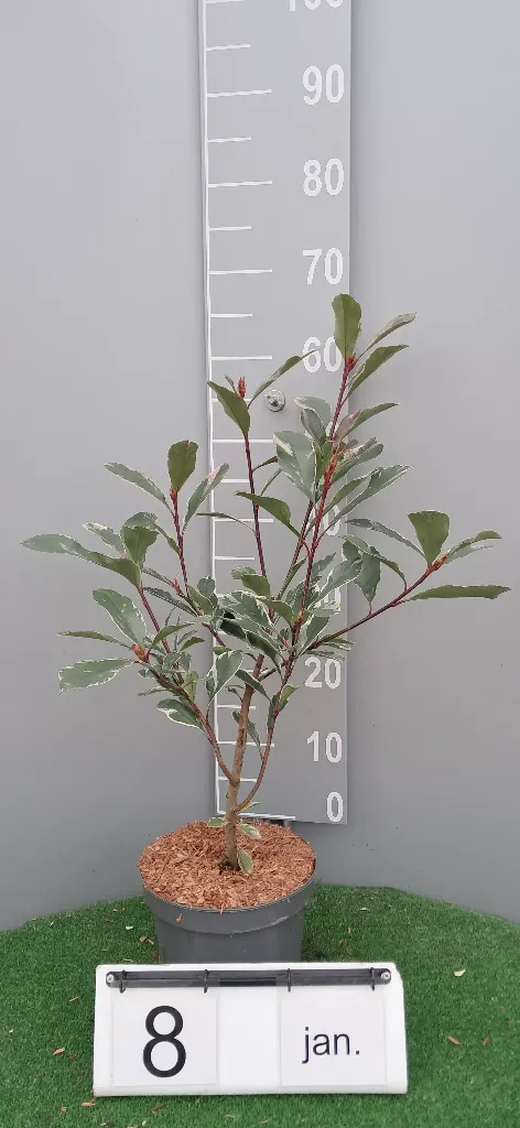 Photinia fraseri PINK MARBLE ® 'Cassini'2.webp