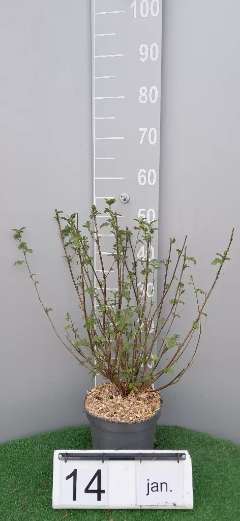 Anisodontea scabrosa 'Large Red'2.webp