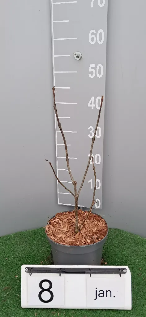 Clerodendrum bungei 'Pink Diamond'2.webp