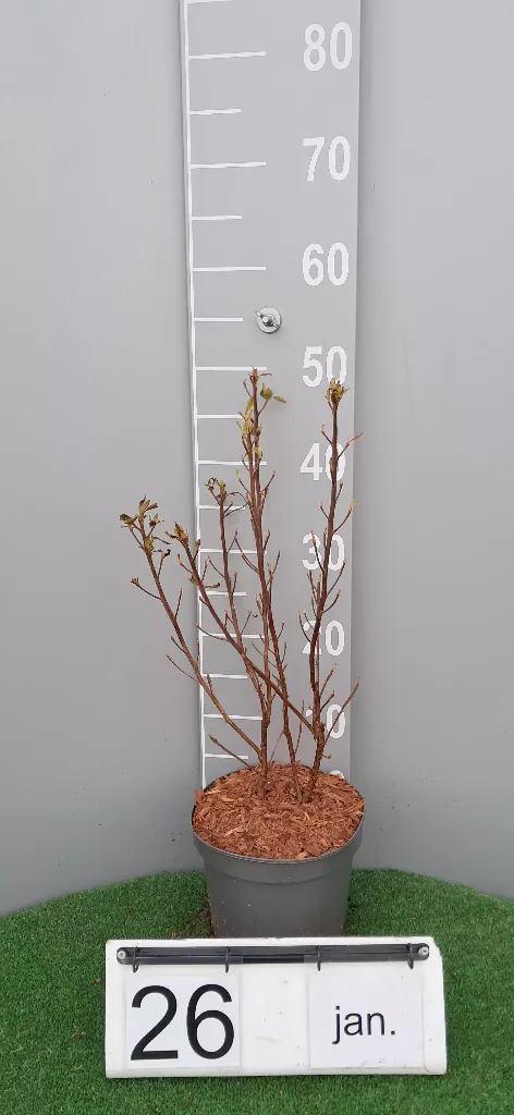 Clethra alnifolia 'Hummingbird'2.webp