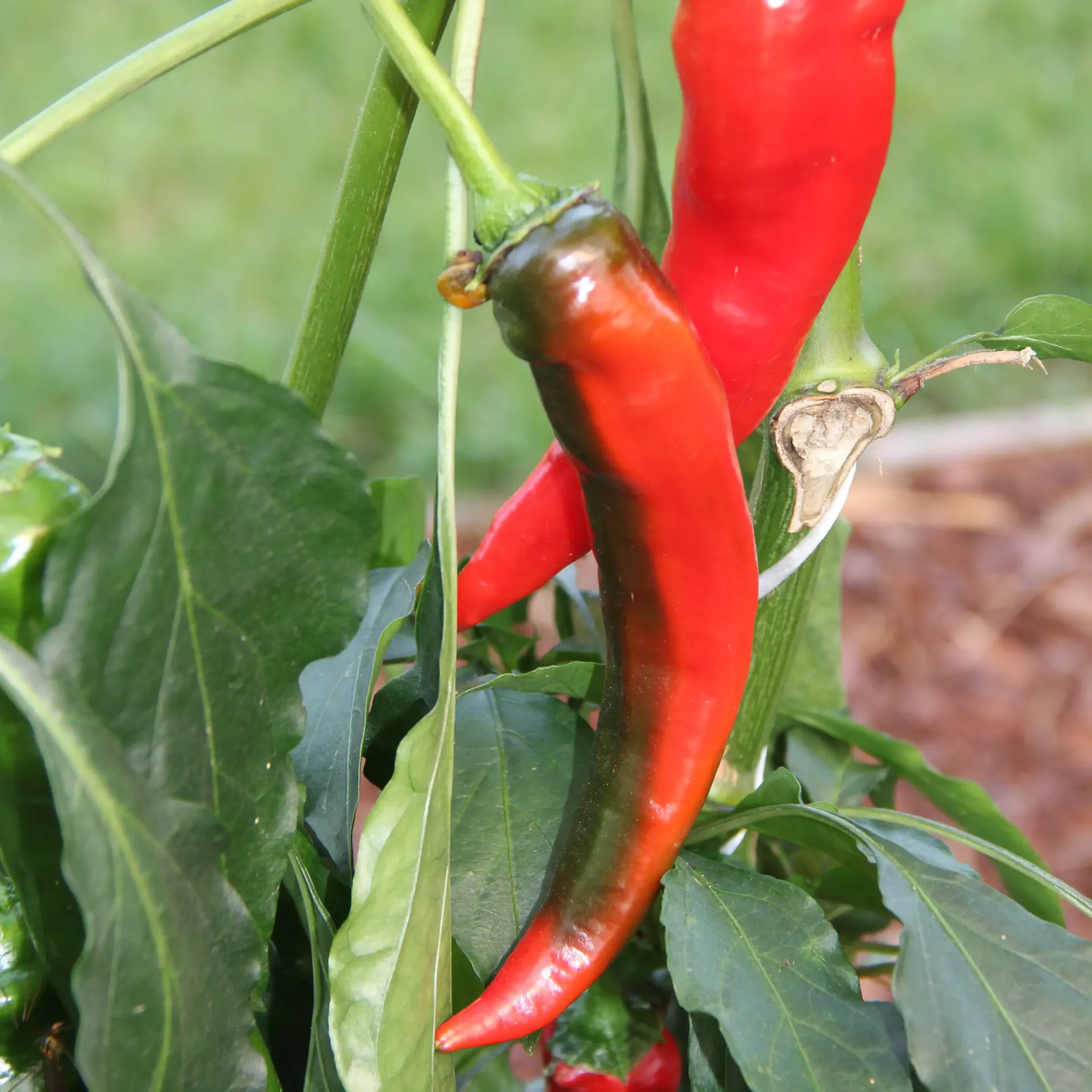 Poivron Lombardii