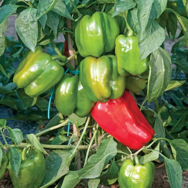 Poivron Alby