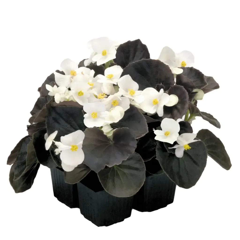 Begonia Mascotte Bronze (Blanc)