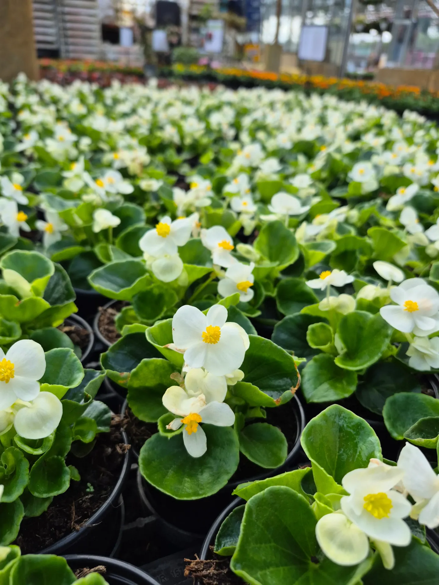 Begonia Mascotte vert