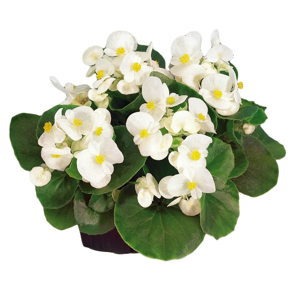 Begonia Mascotte vert (Blanc)