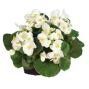 Begonia Mascotte vert