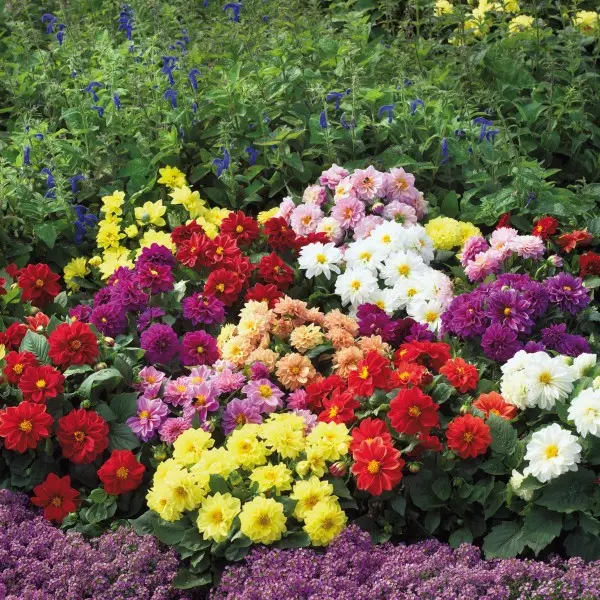 Dahlia hybrida Figaro Mix Improved