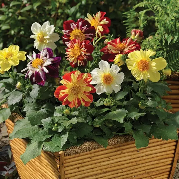 Dahlia hybrida Harlequin Mix